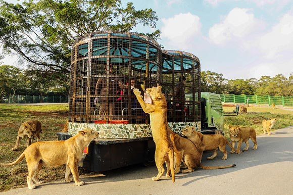 Photo credit: Leofoo Resort