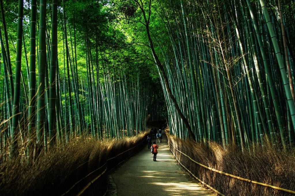 kyoto-bamboo-forest